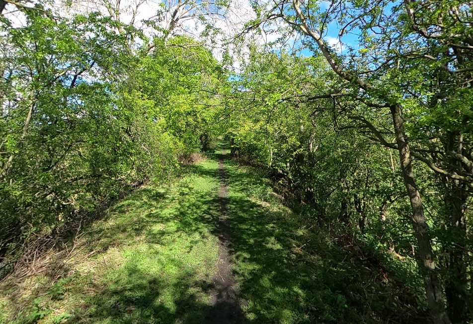 Etherley Incline footpath before works - trees and bushes cover a overgrown footpath