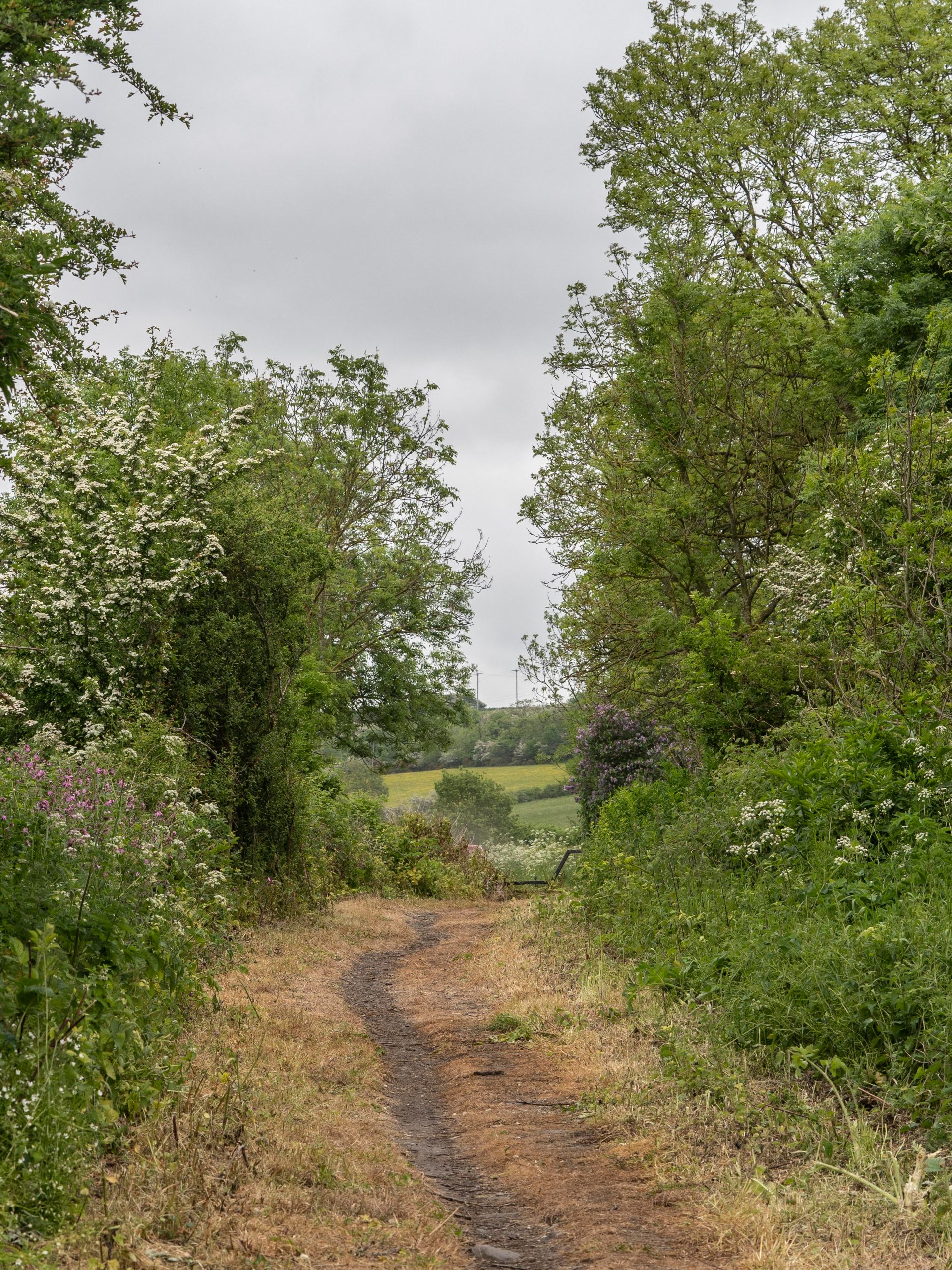 Trees and bushes running either side a grass and dirt track