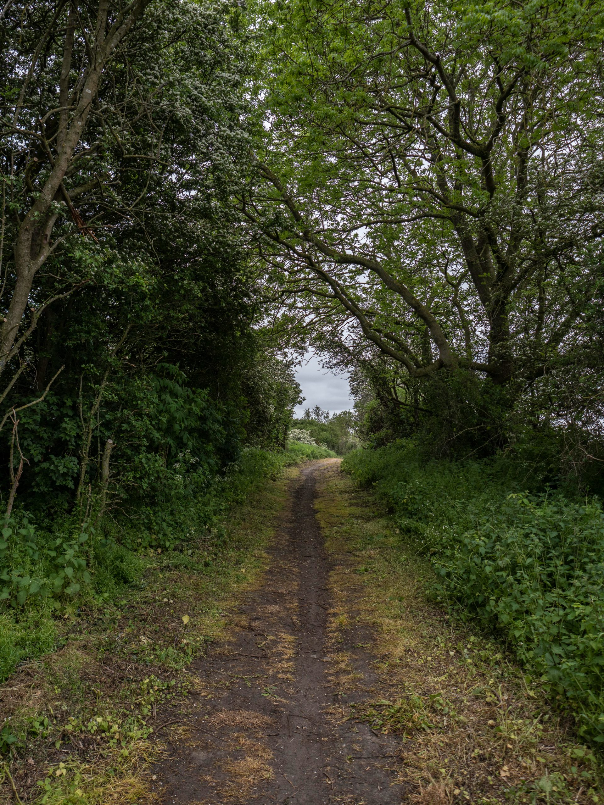 Dirt and grass track running beneath trees which overarch the pathway