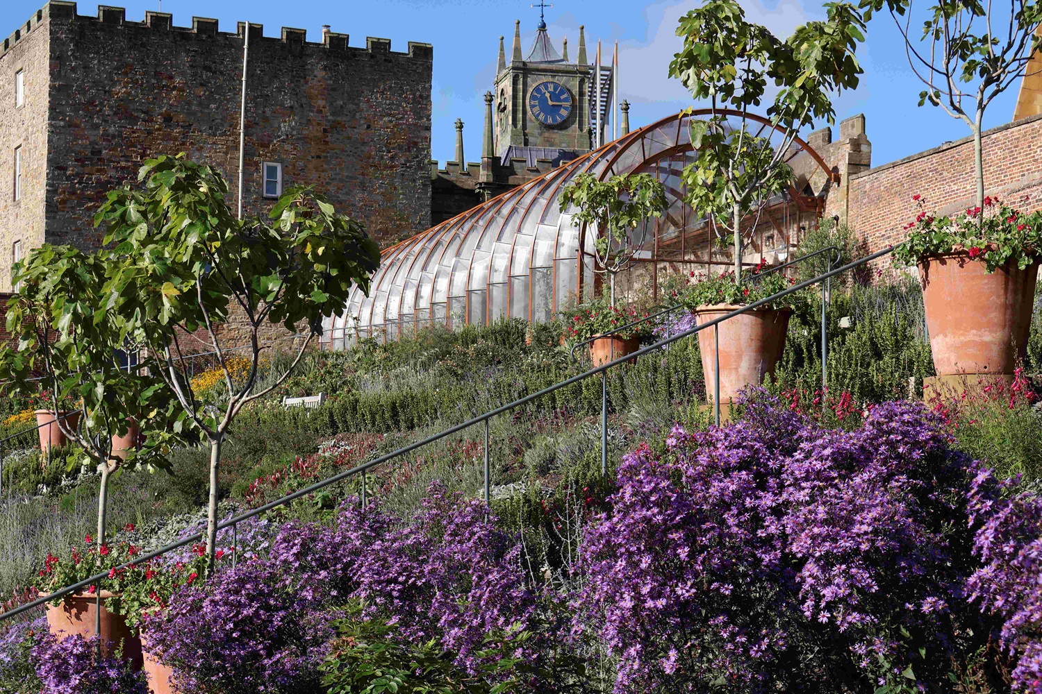 Auckland Palace Gardens with Green house and clock tower in the back ground with purple flowers in foreground